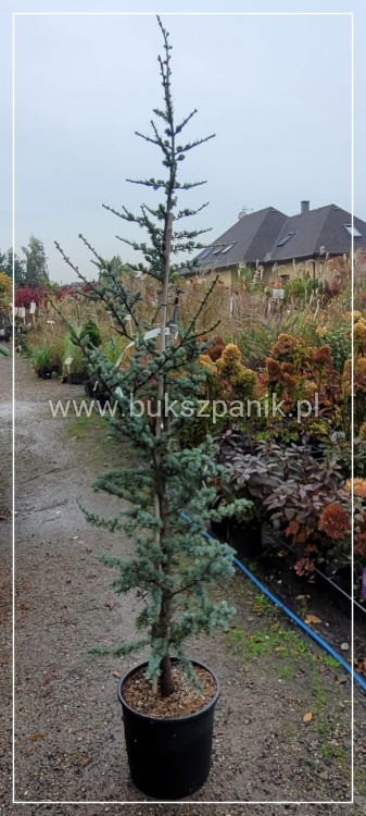Cedr atlaski GLAUCA C20l, h: 160-180cm
