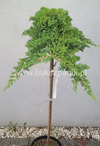 Jałowiec rozesłany Nana- Juniperus procumbens