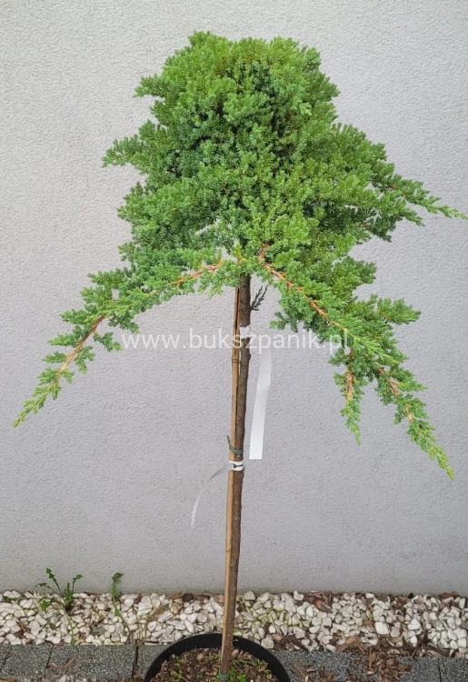 Jałowiec rozesłany Nana- Juniperus procumbens