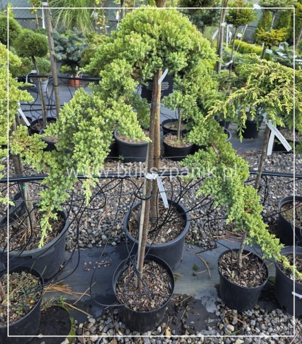 Jałowiec rozesłany Nana- Juniperus procumbens