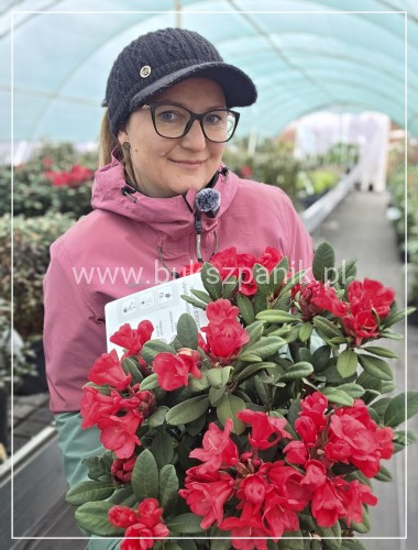 Różanecznik ‘Burletta- Rhododendron