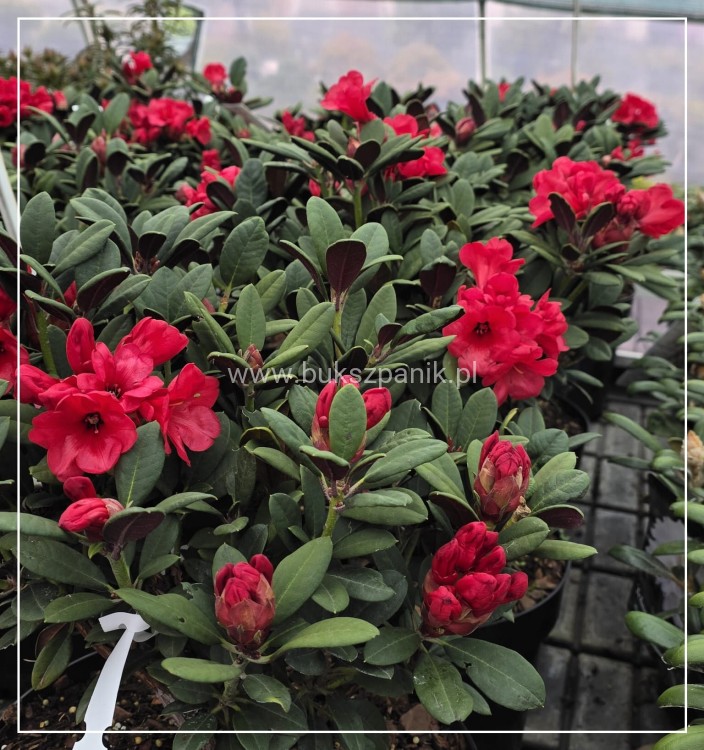 Różanecznik ‘Burletta- Rhododendron