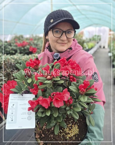 Różanecznik ‘Burletta- Rhododendron