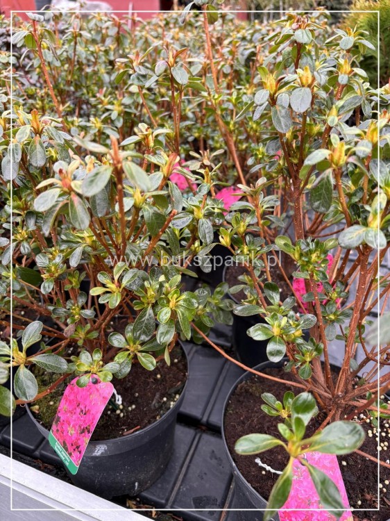 1000074219.jpg