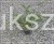 Suchodrzew chiński 'Moss Green'