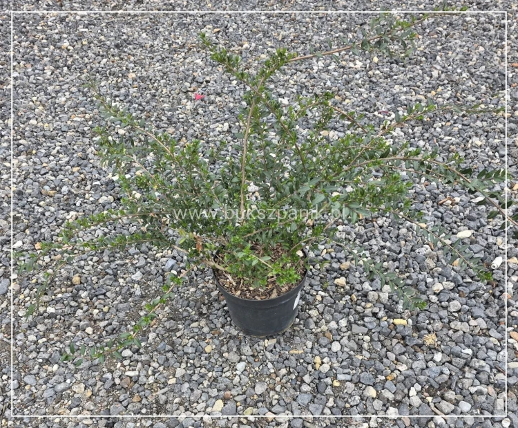 Suchodrzew chiński 'Moss Green'