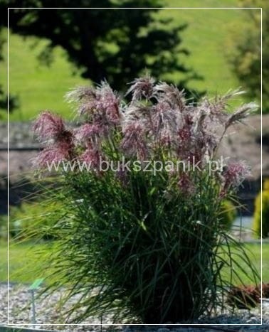 Miskant chiński BOUCLE- Miscanthus sinensis