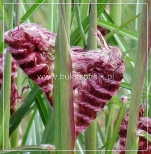 Miskant chiński BOUCLE- Miscanthus sinensis