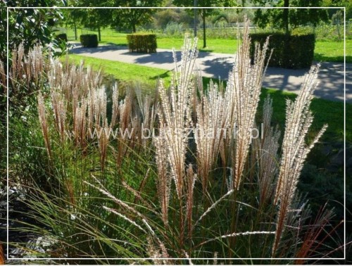 Miskant chiński 'Kleine Silberspinne' Miscanthus sinensis