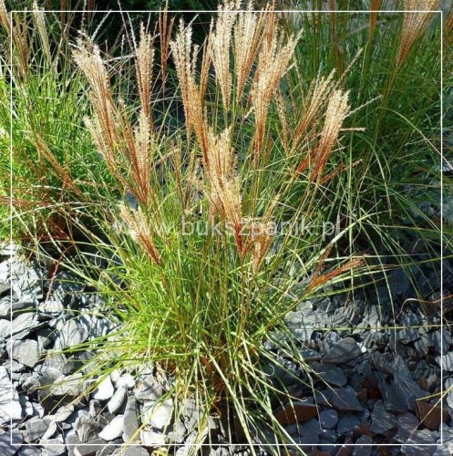 Miskant chiński 'Kleine Silberspinne' Miscanthus sinensis