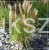 Miskant chiński 'Kleine Silberspinne' Miscanthus sinensis