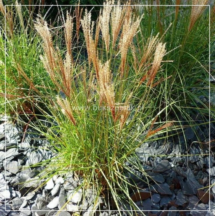 Miskant chiński 'Kleine Silberspinne' Miscanthus sinensis