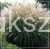Miskant chiński 'Kleine Silberspinne' Miscanthus sinensis