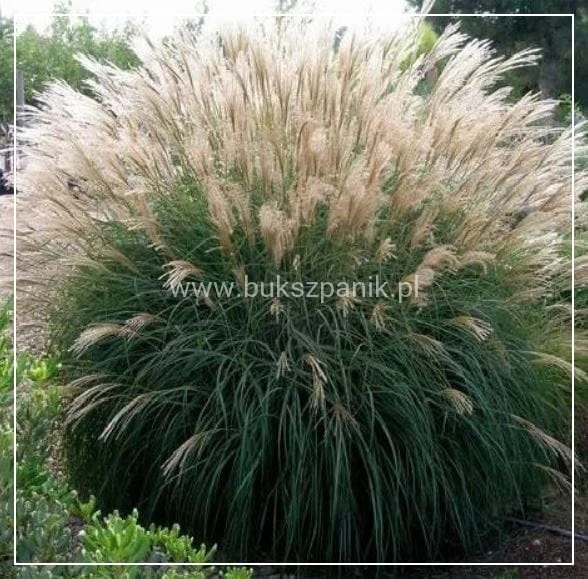 Miskant chiński 'Kleine Silberspinne' Miscanthus sinensis
