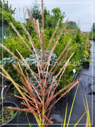 Miskant chiński MALEPARTUS -Miscanthus sinensis