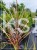 Miskant chiński MALEPARTUS -Miscanthus sinensis