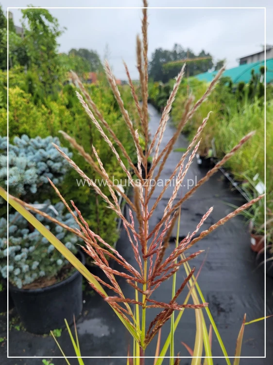 Miskant chiński MALEPARTUS -Miscanthus sinensis