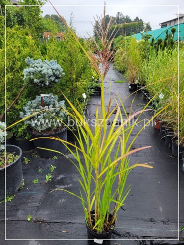Miskant chiński MALEPARTUS -Miscanthus sinensis