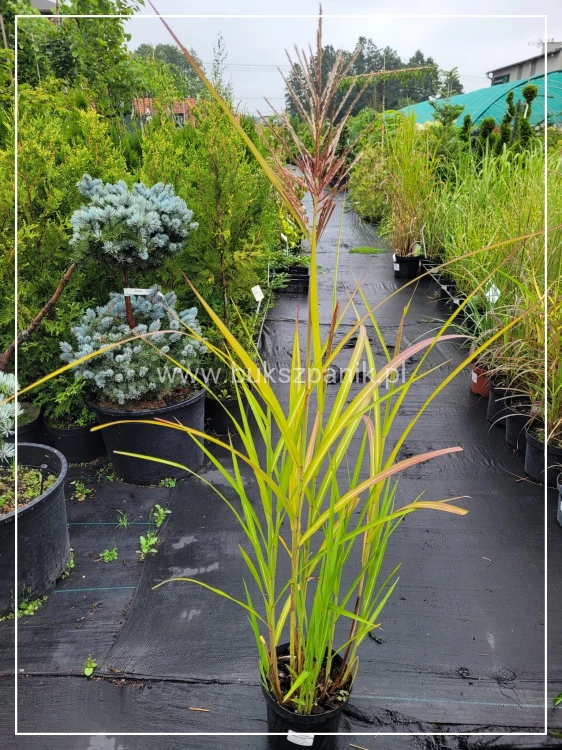 Miskant chiński MALEPARTUS -Miscanthus sinensis