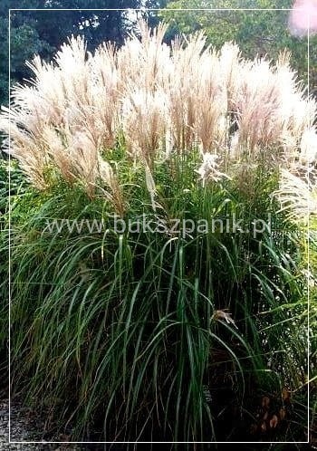 Miskant Chiński Silberfeder trawa puszyste kwiaty C