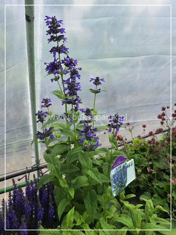 Kocimiętka NEPETA - NEPTUNE