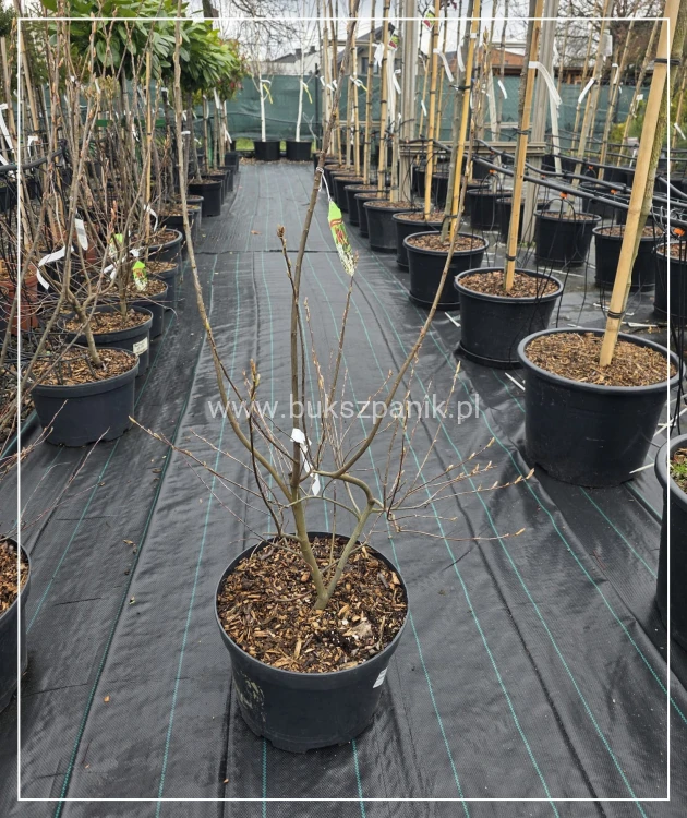 Świdośliwa Lamarcka- Amelanchier lamarckii wielopienna