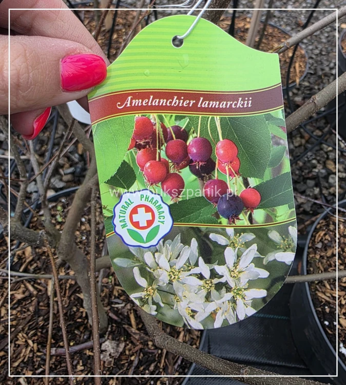Świdośliwa Lamarcka- Amelanchier lamarckii wielopienna