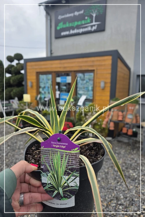 Juka karolińska Yucca filamentosa 'Bright Edge (