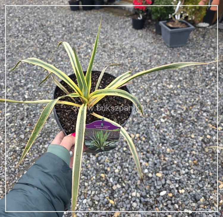 Juka karolińska Yucca filamentosa 'Bright Edge (