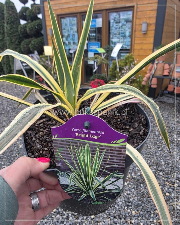 Juka karolińska Yucca filamentosa 'Bright Edge