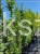 Grab pospolity FASTIGIATA - Carpinus betulus wys.300cm, ob. 6-8cm