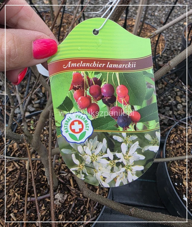Świdośliwa Lamarcka - Amelanchier lamaeckii