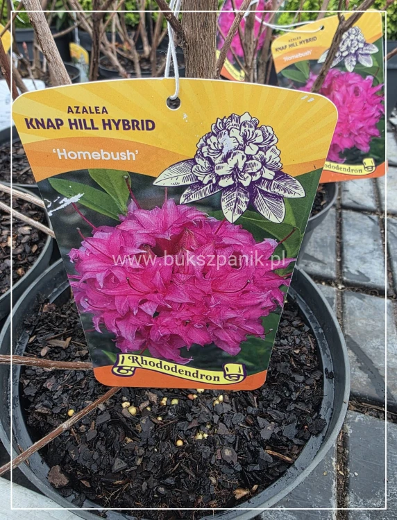 Azalia wielkokwiatowa- Azalia Rhododendron 'Homebush