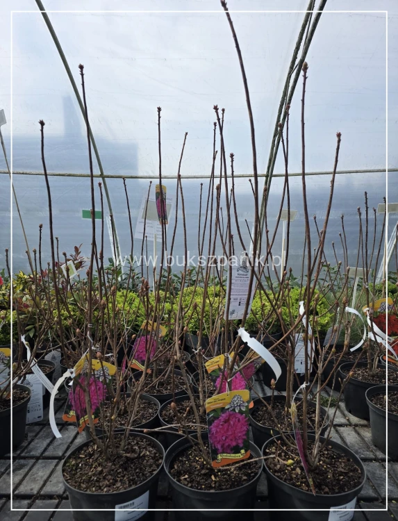 Azalia wielkokwiatowa- Azalia Rhododendron 'Homebush