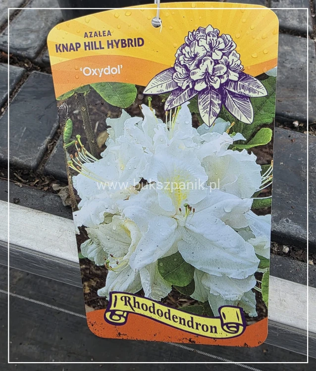 Azalia wielkokwiatowa- Azalia Rhododendron 'Oxydol