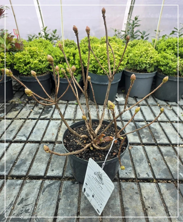 Azalia wielkokwiatowa- Azalia Rhododendron 'Oxydol
