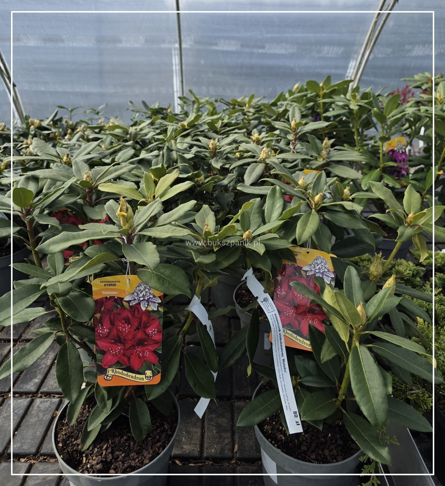 Ranecznik Rhododendron 'Matador' C4l Bukszpanik.pl Szkka rolin  ozdobnych Knurw ul. Wilsona 80 tel. 505279403