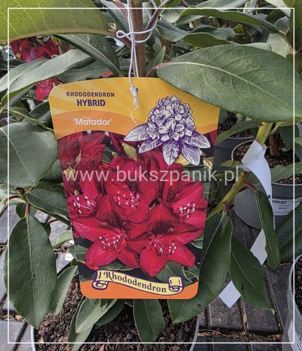 Różanecznik Rhododendron 'Matador