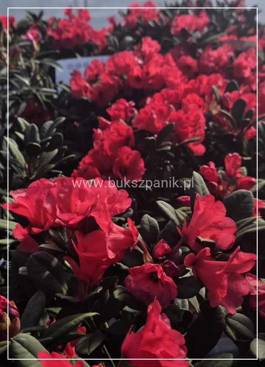 Różanecznik ‘Burletta- Rhododendron