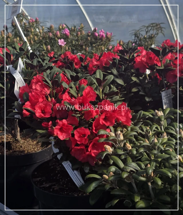 Różanecznik ‘Burletta- Rhododendron
