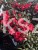 Różanecznik ‘Burletta- Rhododendron