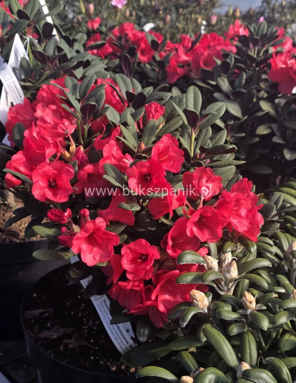 Różanecznik ‘Burletta- Rhododendron