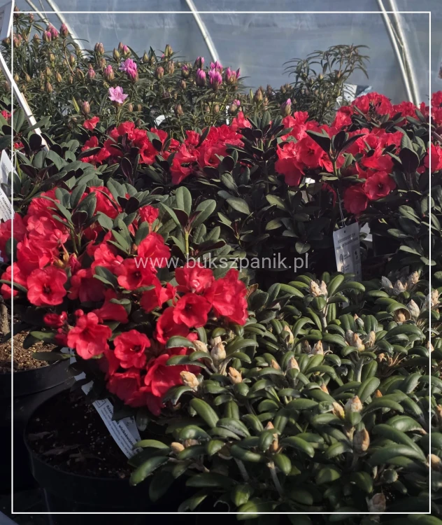 Różanecznik ‘Burletta- Rhododendron