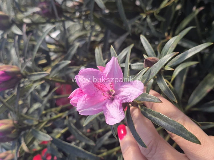 Różanecznik 'Graziella- Rhododendron