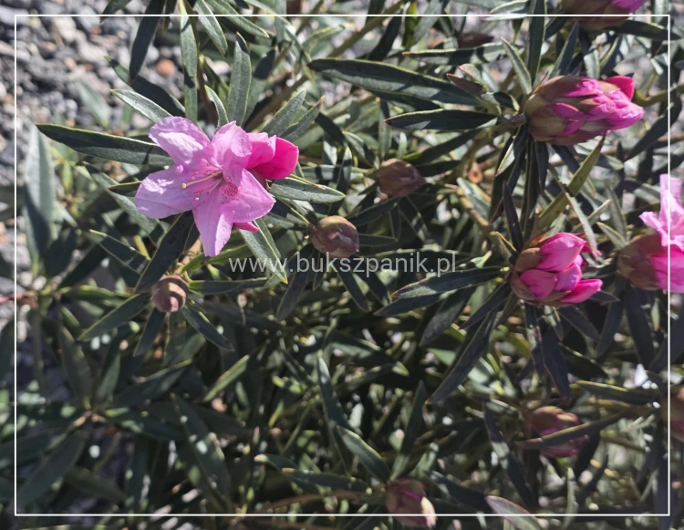 Różanecznik 'Graziella- Rhododendron