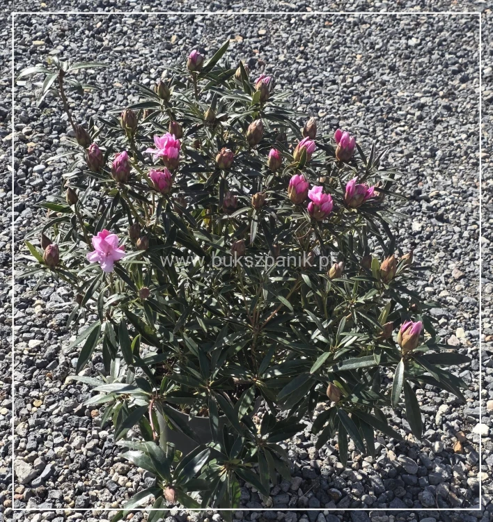 Różanecznik 'Graziella- Rhododendron