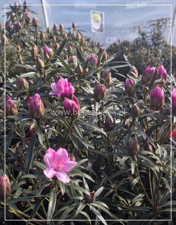 Różanecznik 'Graziella- Rhododendron