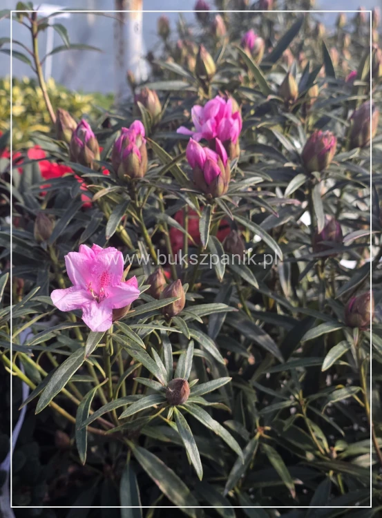 Różanecznik 'Graziella- Rhododendron