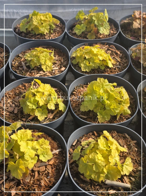 Heuchera WORLD CAFFÉ ROMANO 'JMB