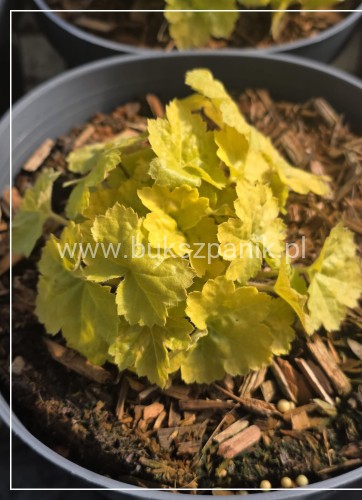 Heuchera WORLD CAFFÉ ROMANO 'JMB